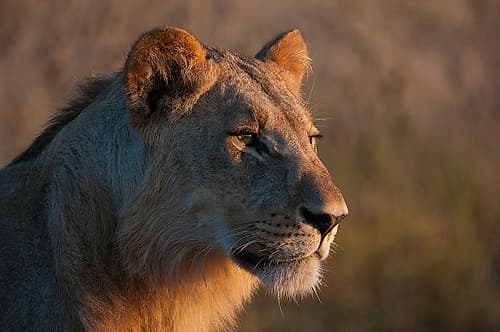Portrait of a young lion-Panthera leo Figurative Print